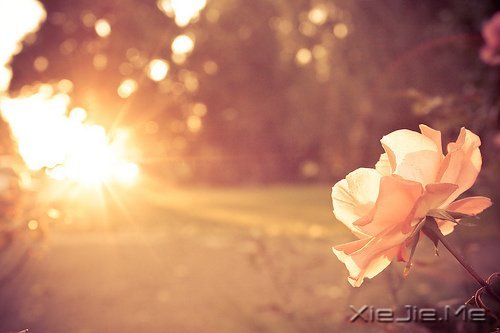 你若盛开,清风自来 (9)