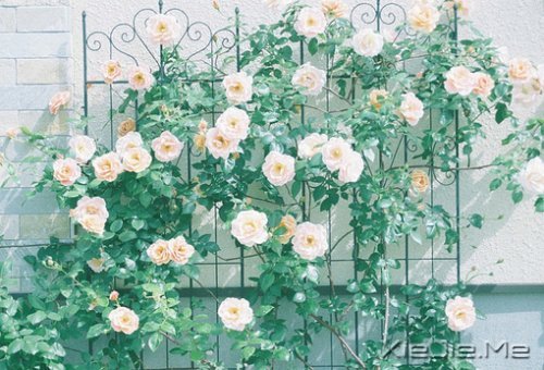 梦想很轻,却因此拥有飞向蓝天的力量 (2)